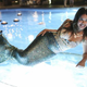 Illustration for article titled CBS inks overall deal with iJane The Virgin /idirector